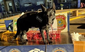 Incautan 167 kilos de marihuana en dos operativos en Foz de Yguazú