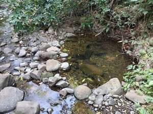 Independencia: comunidad indígena sigue sin agua potable pese a la inauguración de moderno baño segregado - Nacionales - ABC Color