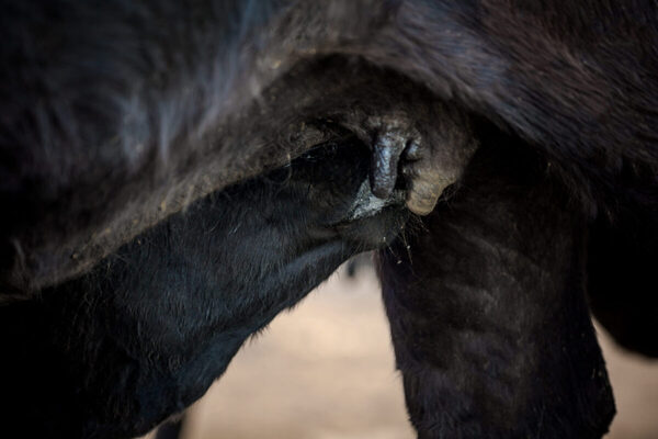 El sector primario advierte un “riesgo sanitario altísimo” y sin beneficios comerciales en suspender la vacunación