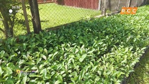 Video: Paraguay progresa | Yerba Mate Pajarito