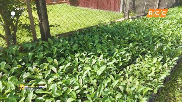 Video: Paraguay progresa | Yerba Mate Pajarito