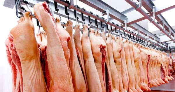 La Nación / Anuncian desembarco de proyecto porcino de unos USD 300 millones