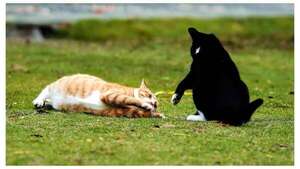 ¿Juego o agresión? Aprendé a distinguir las señales sutiles en las interacciones de tu gato - Mascotas - ABC Color