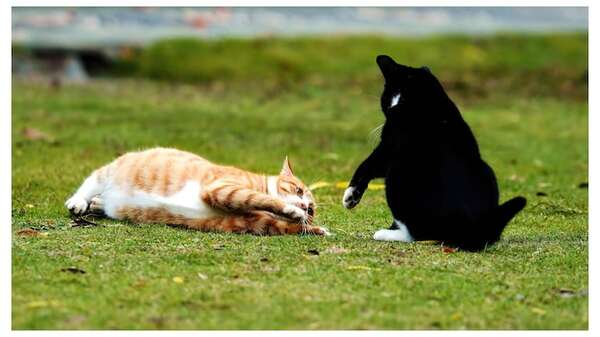 ¿Juego o agresión? Aprendé a distinguir las señales sutiles en las interacciones de tu gato - Mascotas - ABC Color