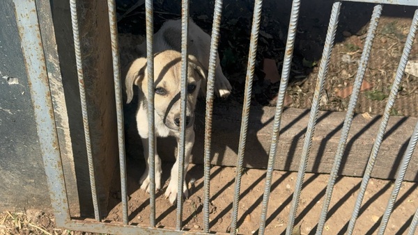 Disminuyen las adopciones por temor a la leishmaniasis canina - Concepción al Día
