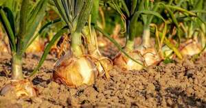 La Nación / Cultivos de papa y cebolla iniciaron etapa de cosecha en Caazapá