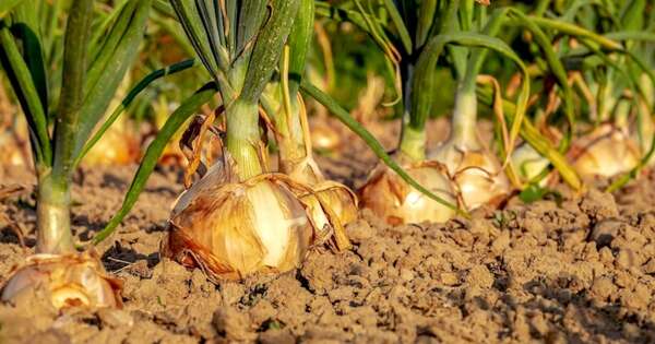 La Nación / Cultivos de papa y cebolla iniciaron etapa de cosecha en Caazapá
