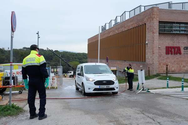 España investiga si la peste porcina salió de un laboratorio mientras aumentan los casos - Mundo - ABC Color