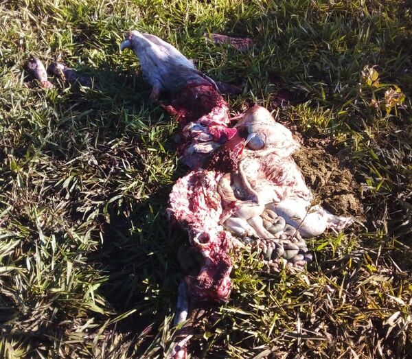 Abigeato en Tagatiyá: faenan dos toritos en estancia Santa Irene - Concepción al Día