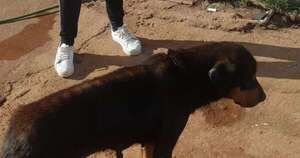 La Nación / Un hombre resultó herido tras ser atacado por varios perros en Barrio Obrero