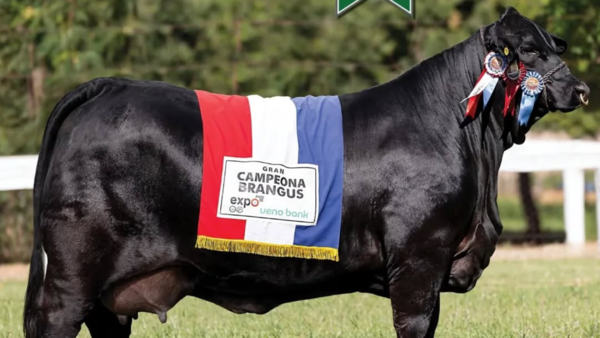 Brangus Paraguay celebra un nuevo hito