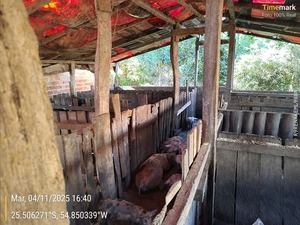 Imputan a propietario de un chiquero por procesamiento ilícito de desechos - PDS RADIO Y TV