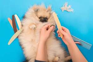 Rutinas de grooming en casa: qué puede hacer el tutor y qué debe dejar a un profesional - Mascotas - ABC Color