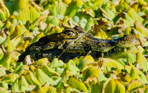 Se inaugura la exposición fotográfica "Observadores"