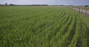 La Nación / Soja y maíz: el escenario global del USDA y cómo puede impactar en Paraguay