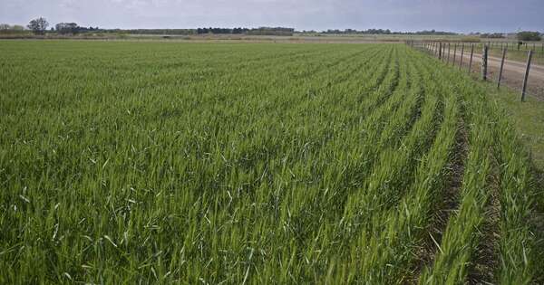 La Nación / Soja y maíz: el escenario global del USDA y cómo puede impactar en Paraguay