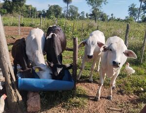 Familia allanada en Roberto L. Pettit aclara que no hubo irregularidades - Concepción al Día
