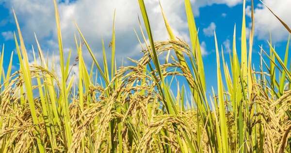 La Nación / Producción de arroz cerrará con baja de hasta 9 %, pero esperan cosecha de buen rendimiento