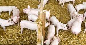 Diario HOY | Investigarán a cinco laboratorios por fuga del virus de la peste porcina