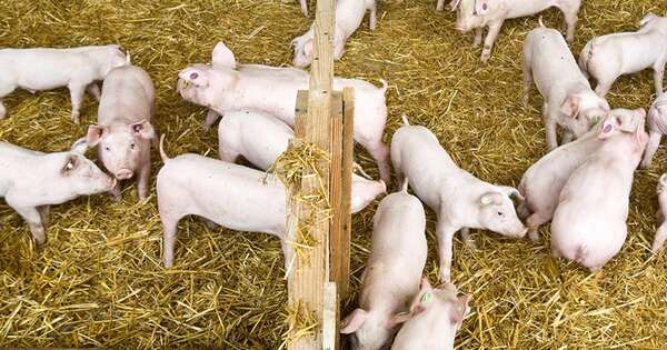 Diario HOY | Investigarán a cinco laboratorios por fuga del virus de la peste porcina