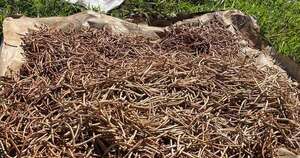 La Nación / Comunidad indígena Pindoju logra histórica comercialización de granos