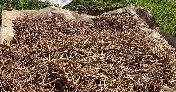 La Nación / Comunidad indígena Pindoju logra histórica comercialización de granos