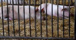 Diario HOY | Senacsa prohíbe importar cerdos de España por brote de gripe