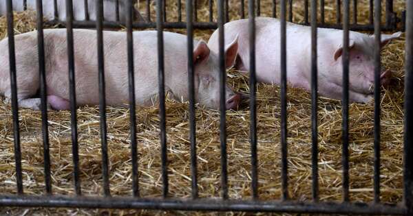Diario HOY | Senacsa prohíbe importar cerdos de España por brote de gripe