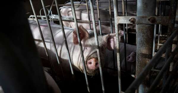 La Nación / España: cinco laboratorios en la mira por la posible fuga del virus de peste porcina