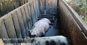 La Nación / Imputan por delito ambiental a propietario de chanchería que vertía desechos a arroyo