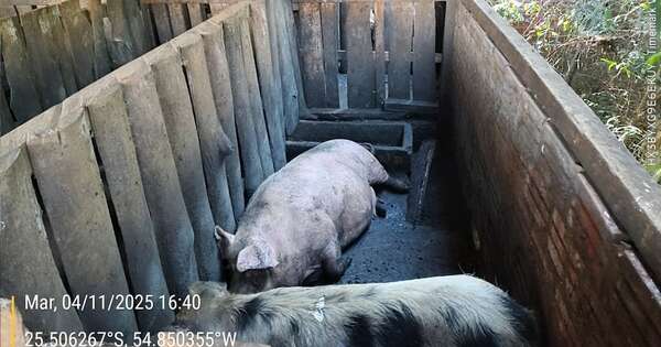 La Nación / Imputan por delito ambiental a propietario de chanchería que vertía desechos a arroyo