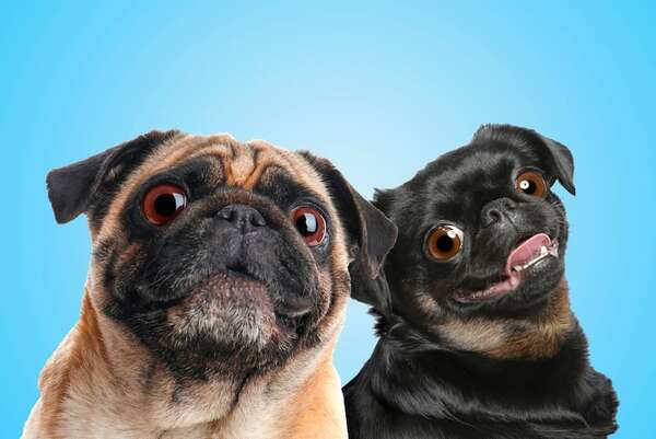 Cuidado ocular en perros de cara plana: por qué los braquicéfalos necesitan atención extra - Mascotas - ABC Color