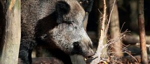 Tras brote de peste porcina en España, Paraguay prohíbe las importaciones