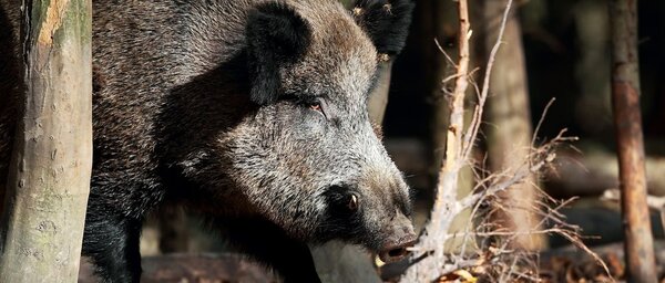 Tras brote de peste porcina en España, Paraguay prohíbe las importaciones