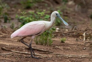 La espátula rosada: un tesoro de los humedales paraguayos