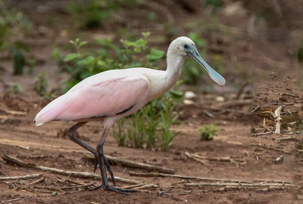 La espátula rosada: un tesoro de los humedales paraguayos