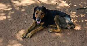 Diario HOY | Ñemby: Fiscalía ordena detención de propietario por presunto maltrato animal