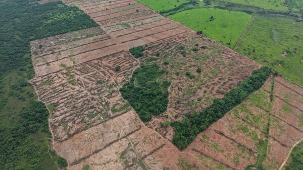 Impactantes fotografías de posible desmonte ilegal movilizan a vecinos en San Pedro
