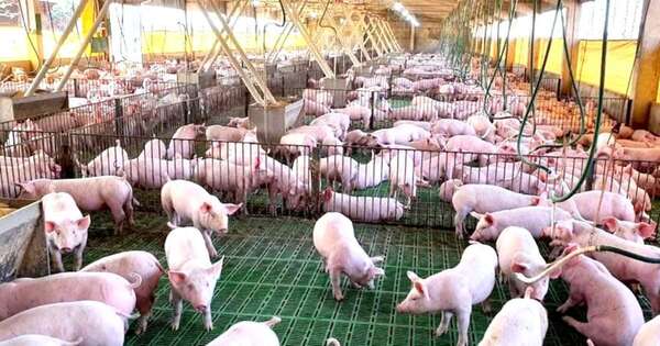 La Nación / Importaciones seguirán suspendidas hasta que España recupere estatus libre de peste porcina