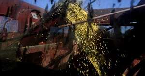 La Nación / Productores estiman que el clima actual beneficiará al cultivo estacional