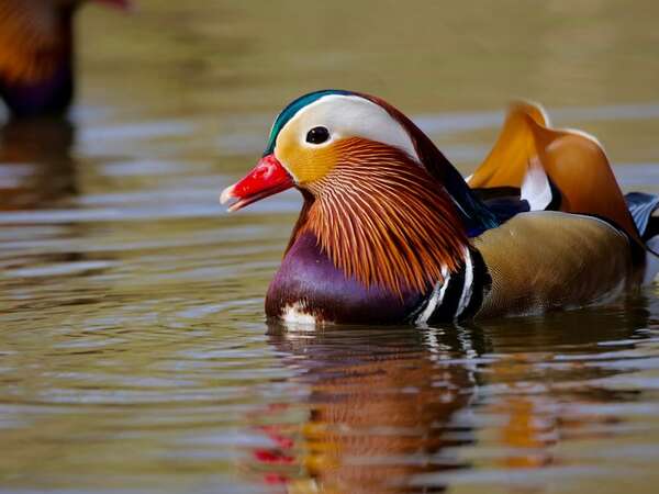 La encantadora biología del pato mandarín: colores y rituales que deslumbran - Ciencia - ABC Color