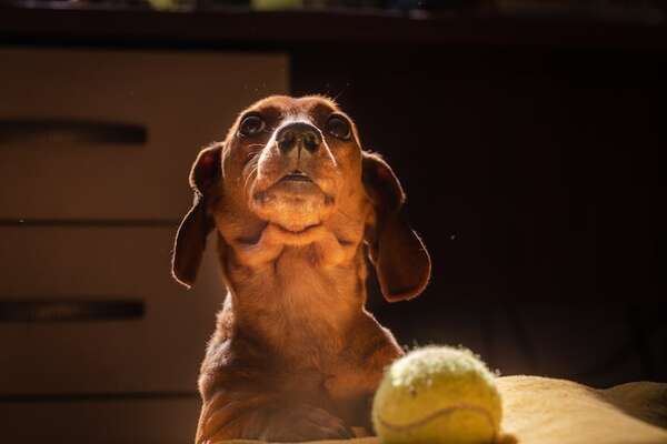 La asombrosa capacidad de los perros para leer nuestras emociones y señales corporales - Mascotas - ABC Color