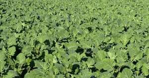 La Nación / Cultivo de carinata registra rindes de hasta 2 toneladas por hectárea en el Norte