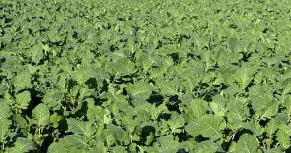 La Nación / Cultivo de carinata registra rindes de hasta 2 toneladas por hectárea en el Norte