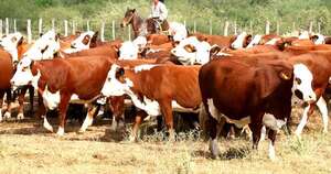 La Nación / Destacan que la ganadería paraguaya tiene mucho por crecer gracias a su calidad