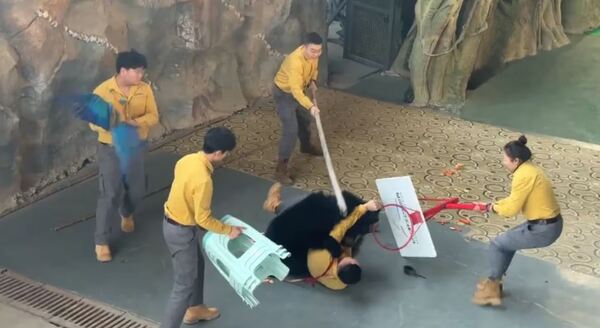 Video: el ataque de un oso a su cuidador que desató el pánico en un safari de China