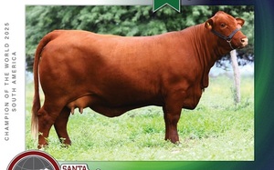 Santa Gertrudis de Paraguay conquista Sudamérica en machos y hembras y compite el Mundial