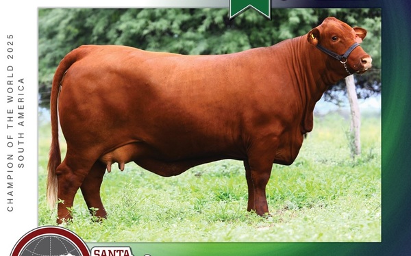 Santa Gertrudis de Paraguay conquista Sudamérica en machos y hembras y compite el Mundial