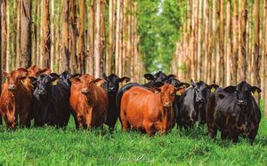 Madres del Futuro convoca a Paraguay: genética premium al escenario más exigente de Argentina, este miércoles