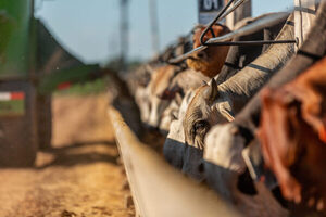 El “boom de la ganadería” abre nuevas oportunidades y eleva las expectativas del maíz chaqueño